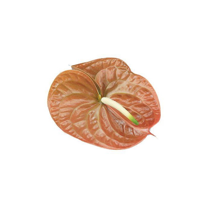 <h4>Anth A Terra</h4>