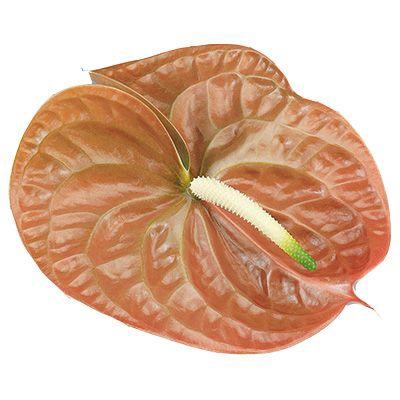 <h4>Anthurium Terra</h4>