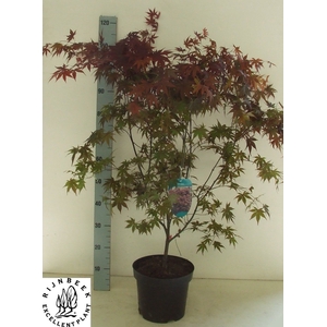 ACER PA BLOODGOOD