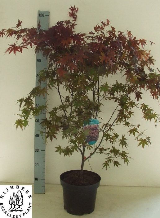 <h4>ACER PA BLOODGOOD</h4>