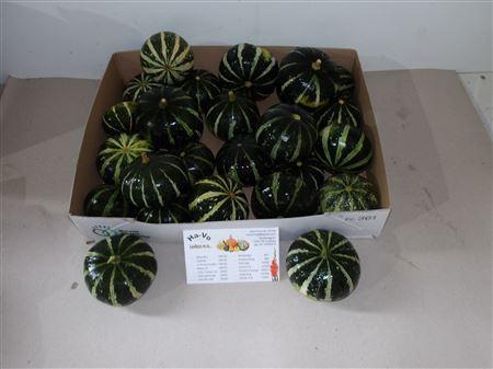 <h4>Cucurbita Ov Groen</h4>