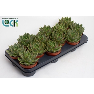 Echeveria agavoides
