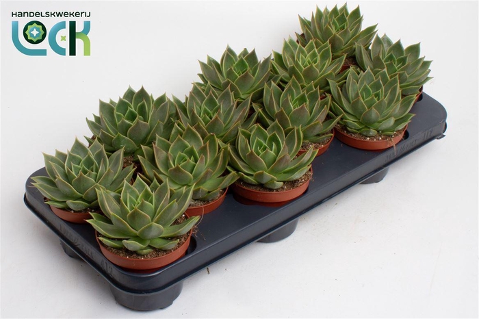 <h4>Echeveria agavoides</h4>