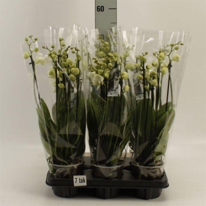 Phalaenopsis  'Ant Inverness'