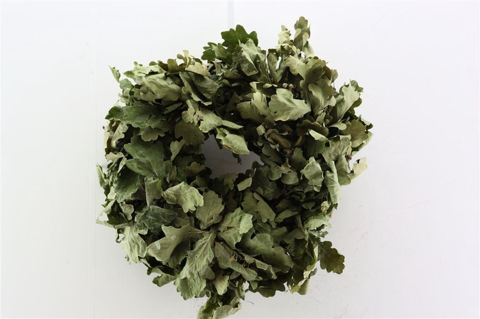 Wr Oak Mini Natural Green 30cm