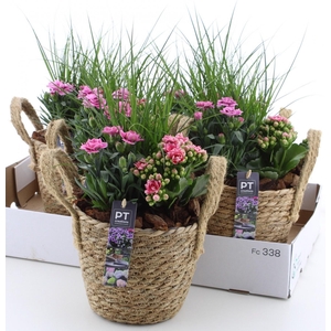 ARR TUINPLANTEN