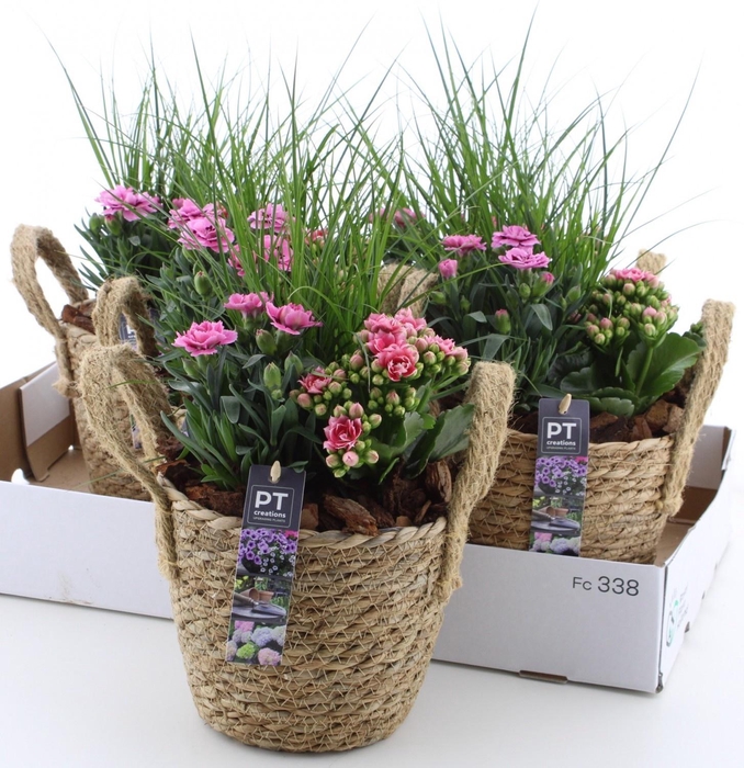 <h4>ARR TUINPLANTEN</h4>