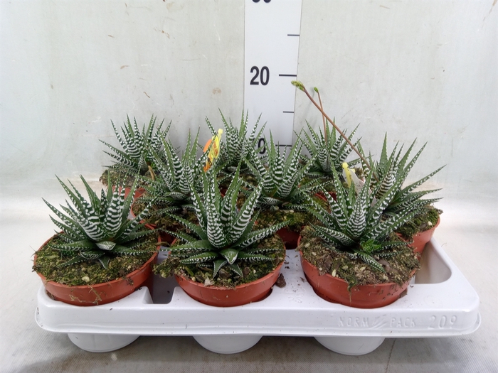 <h4>Haworthia fasciala 'Big Band'</h4>