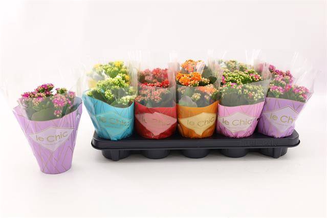 <h4>Kalanchoe Double, Le Chic Mix</h4>