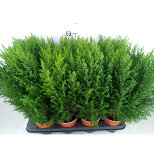 Chamaecyparis laws. 'Ellwoodii'