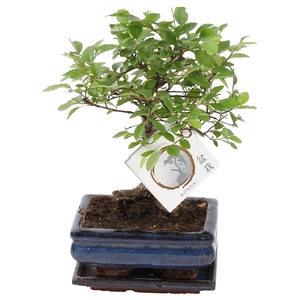 Bonsai 'Zelkova parv.' in ø15cm Ceramic Ball Shape with Saucer