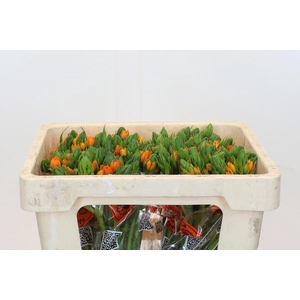 Ornithogalum Dubium Sunshine