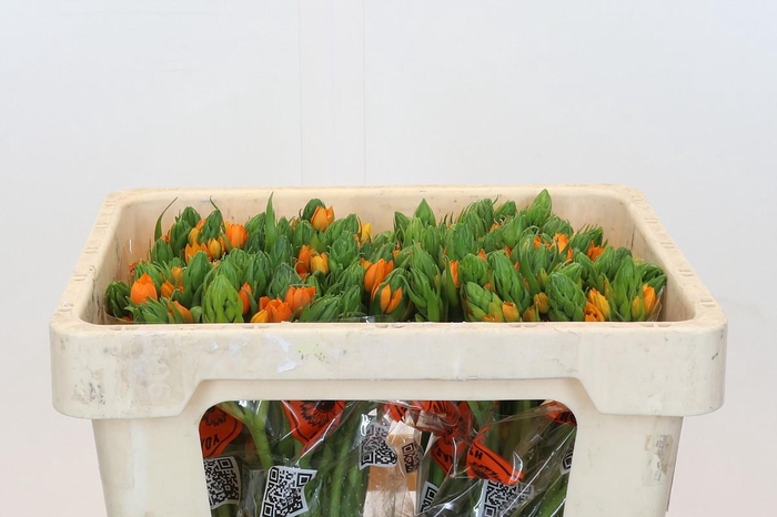 <h4>Ornithogalum Dubium Sunshine</h4>