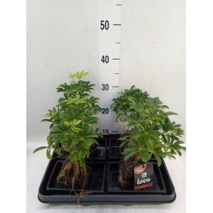 Arr.   Kamerplant Groen H%