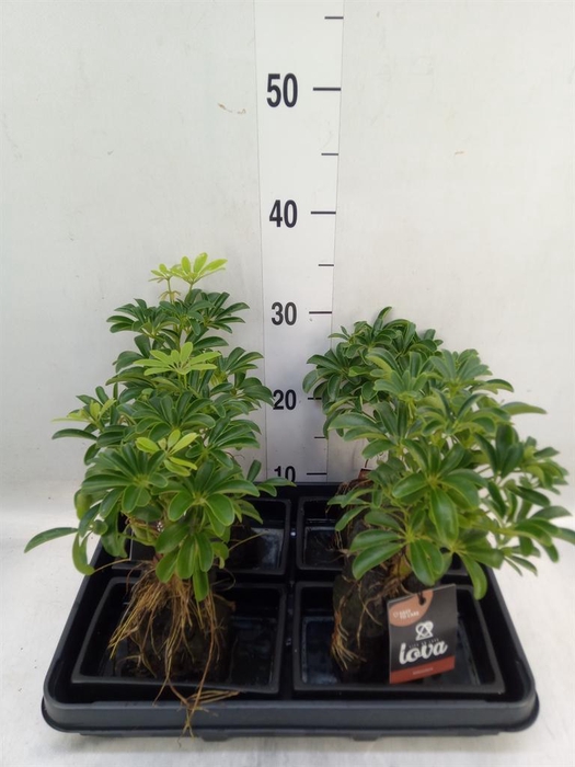 <h4>Arr.   Kamerplant Groen H%</h4>