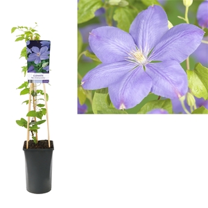 Clematis 'Mrs. Cholmondeley' +light label