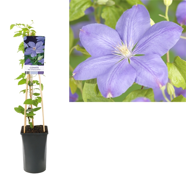 <h4>Clematis 'Mrs. Cholmondeley' +light label</h4>