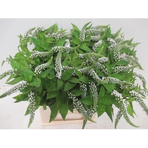 LYSIM CLETHROIDES