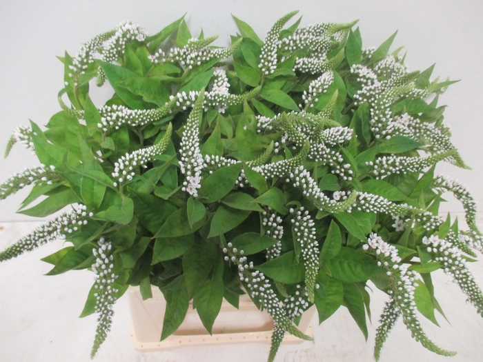 <h4>LYSIM CLETHROIDES</h4>