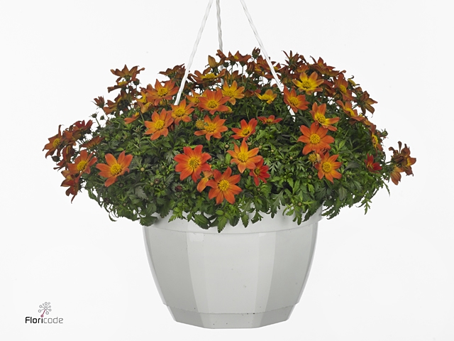 BID BEED PAINTED RED