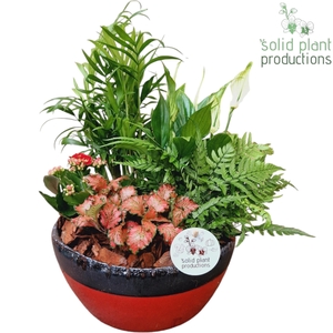 SC082 Olivia Red 5PP Mix
