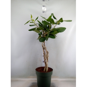 Ficus benghalensis 'Audrey'