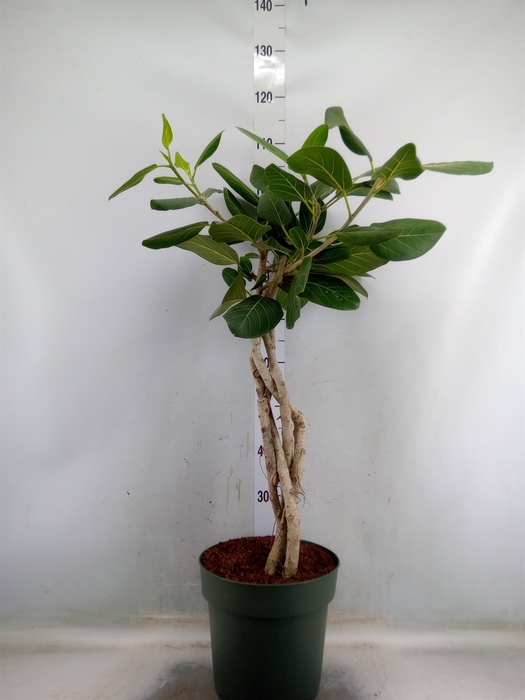 <h4>Ficus benghalensis 'Audrey'</h4>