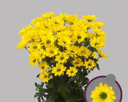 <h4>Chr T Felicitas Zentoo</h4>