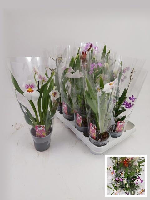 <h4>ORCHIDEEEN GEM</h4>