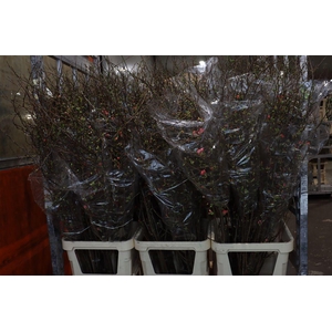 Chaenomeles Superba P Stem