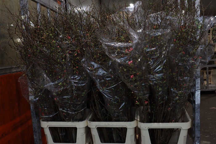 <h4>Chaenomeles Superba</h4>