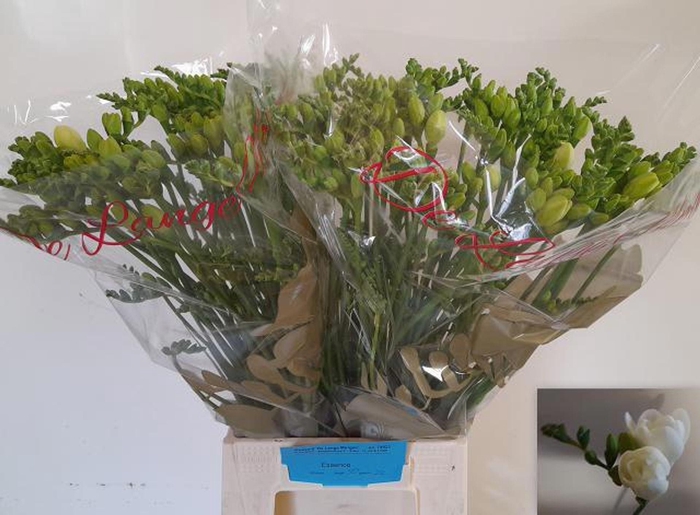 <h4>Freesia du Essence</h4>