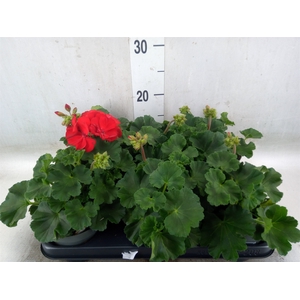 Pelargonium zona.   ...F1