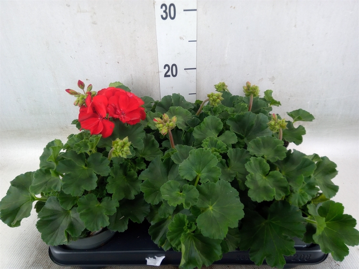 <h4>Pelargonium zona.   ...F1</h4>