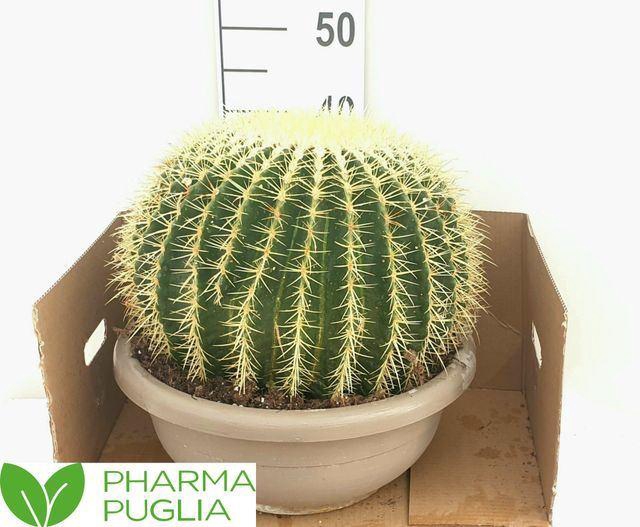 <h4>Echinocactus grusonii</h4>