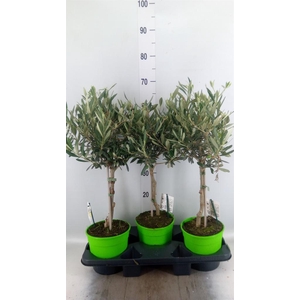 Olea europaea