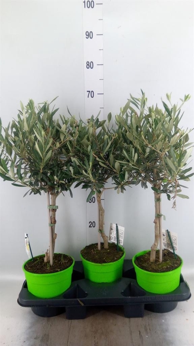 <h4>Olea europaea</h4>