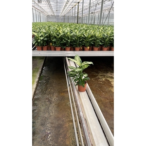 Dieffenbachia  'Compacta'