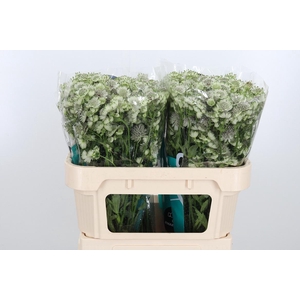 Astr Billion Star Xl