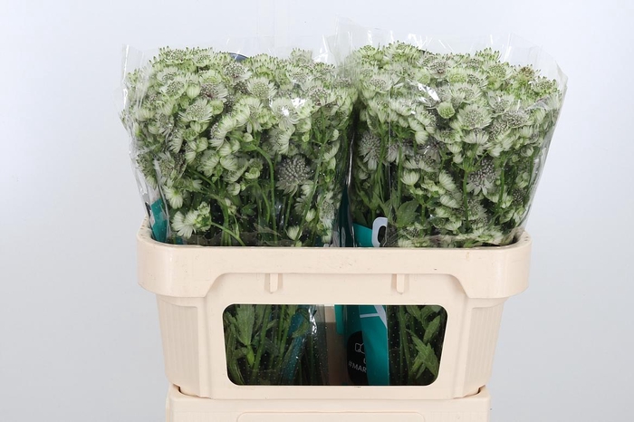 <h4>Astr Billion Star Xl</h4>