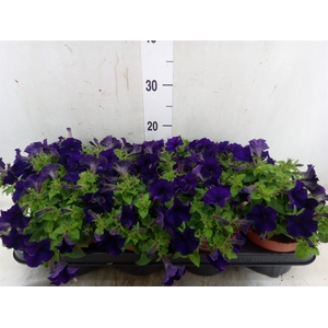 Petunia  'Famous Blue'