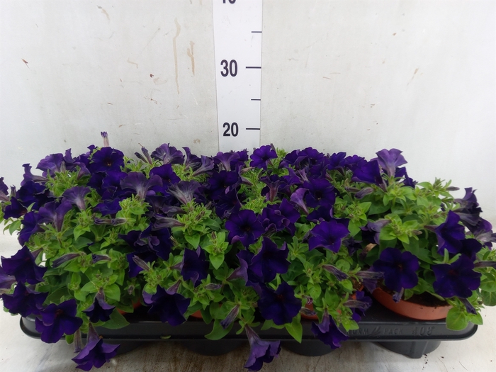 <h4>Petunia  'Famous Blue'</h4>
