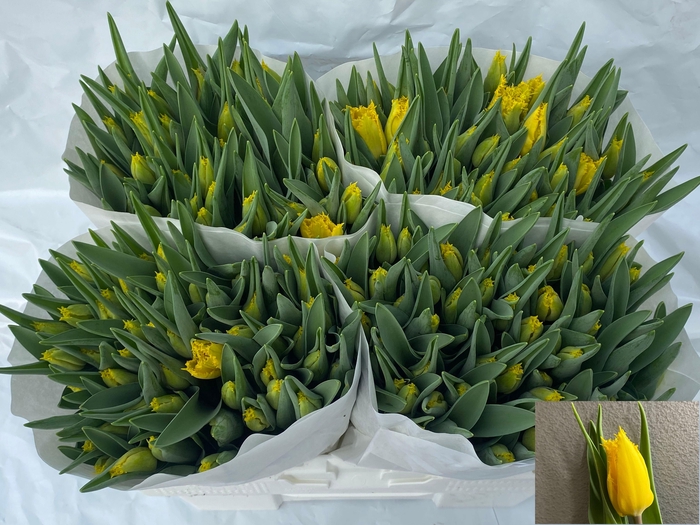 <h4>TU FR AFTERSUN</h4>