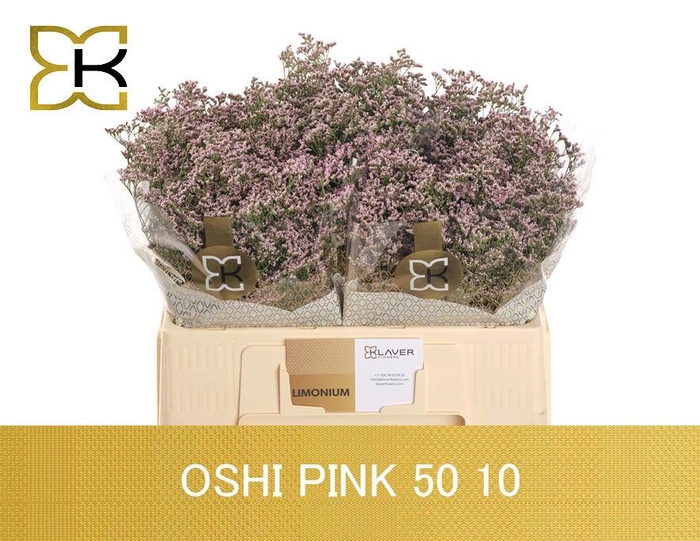 <h4>LIM SAF OSHI PINK</h4>