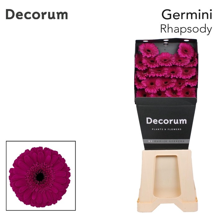 <h4>Germini Rhapsody Diamond</h4>