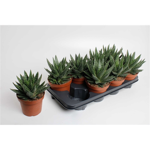 <h4>Gasteraloe 'Apollo</h4>