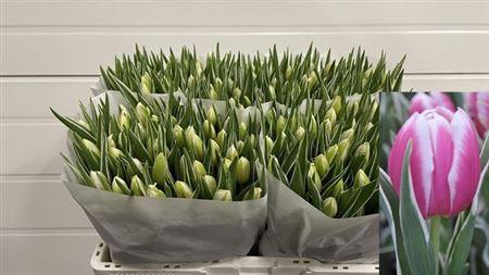 <h4>Tu En Mark Design</h4>