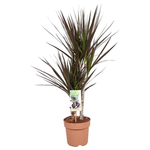Dracaena Magenta 30-15