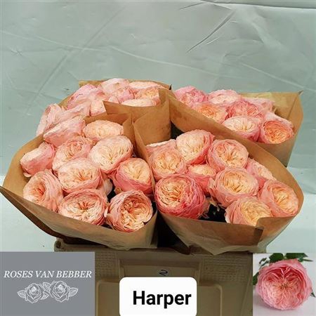 <h4>R Gr Bu Harper</h4>