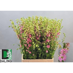 Delph Ridder Rose Daling